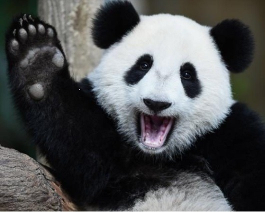 china panda 20 March 2025 2