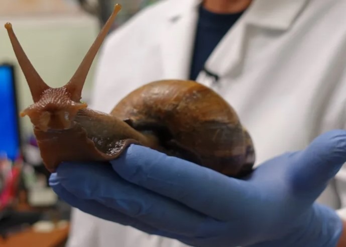 giant snail